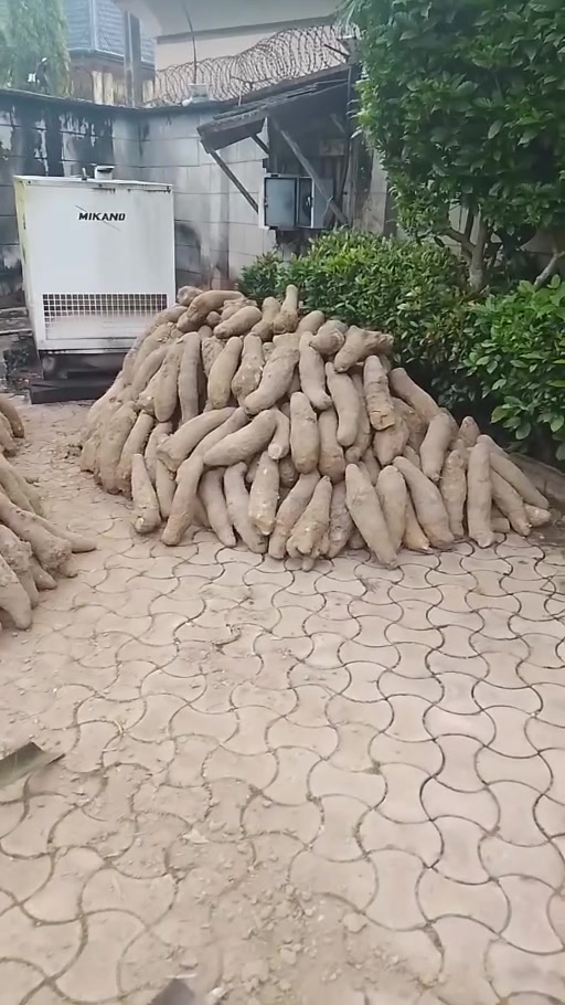 Footage showing yams arranged for the annual Yam Sharing ceremony in Ogidi